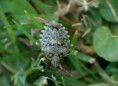 /album/hemiptera/chinavia-musiva-1-jpg/